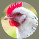 Our chickens can be slippery customers. Learn how to wrangle them and steer them into the chicken coop.